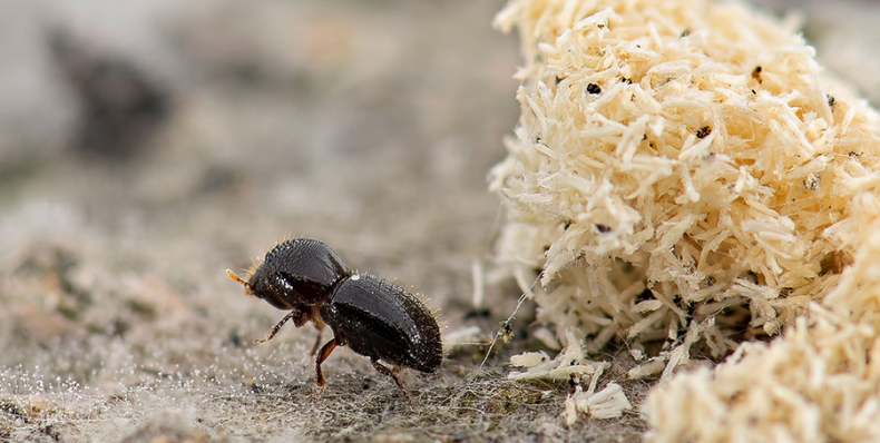 Polyphagous shot-hole borer Webinar