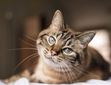 Cat Act Review
