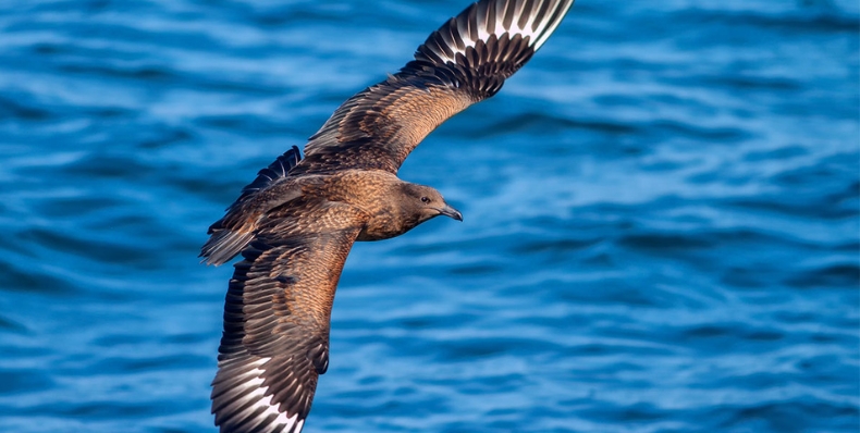 H5 Bird Flu Webinar