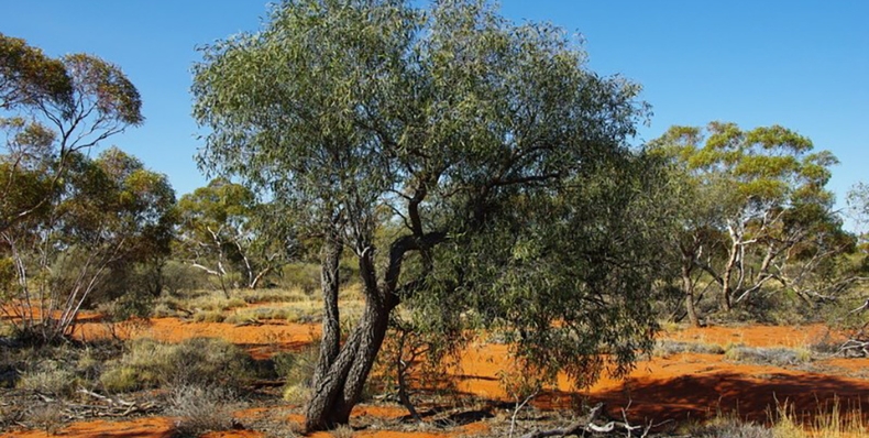 Roadside Vegetation Management Field Day - City of Kalgoorlie-Boulder