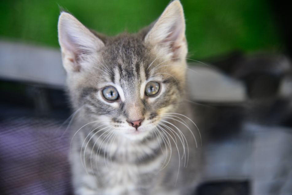 Cat Act Review Webinar