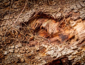 Climate and Environment