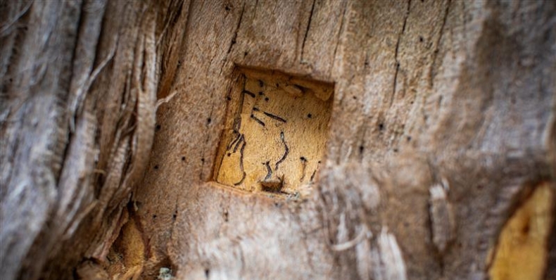 PSHB South West Workshop